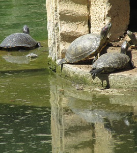 Tortugas
